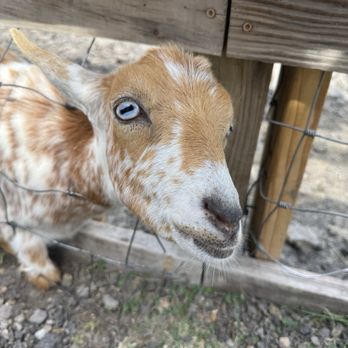 Goat Farm Coffee House - Goats - Coffee & Tea Near Me - Forney, Texas