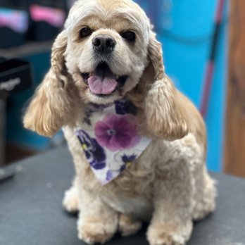 Bark Beauty Pet Salon - Pet Groomers Near Me - Parker, Colorado Bark Beauty Pet Salon - Pet Groomers Near Me - Parker, Colorado