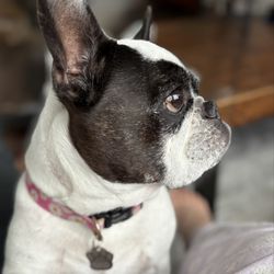 San Diego French Bulldogs - Piglet