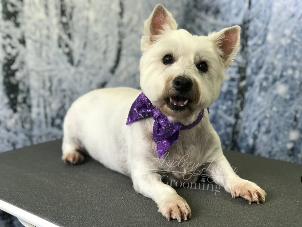 AUDREY LYNN GROOMING 29 Photos & 15 Reviews 12086 Stansbury Dr