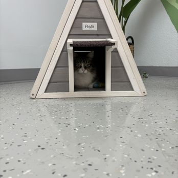 Save the Meow Meows Cat Lounge - Pet Adoption Near Me - Yucca Valley, California