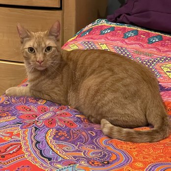 Catmandoo Rescue - Pet Adoption Near Me - Hawthorne, California