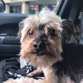 Groom & Board - Pet Groomers Near Me - Placentia, California Groom & Board - Pet Groomers Near Me - Placentia, California
