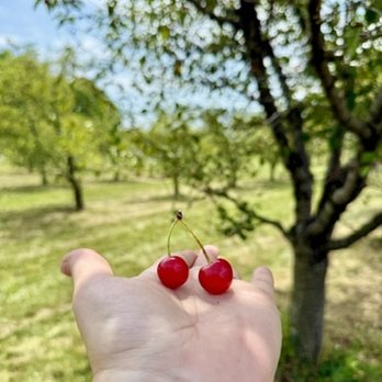 Wasem Fruit Farm - Pick Your Own Farms Near Me - Milan, Michigan