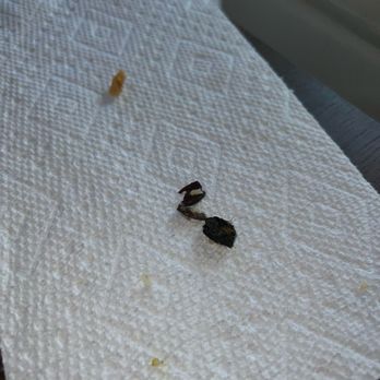 Tabla Indian Restaurant Clermont - The black bits that I had to pull out of my teeth from the palak paneer - Indian Near Me - Clermont, Florida Tabla Indian Restaurant Clermont - The black bits that I had to pull out of my teeth from the palak paneer - Indian Near Me - Clermont, Florida