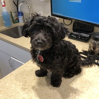 Parker's Doghouse - My little Tamsen at 5 months! He is so bright, happy, obedient, portable, sociable, and affectionate. We owe it to Parker's Doghouse :-) - Pet Groomers Near Me - New York, New York