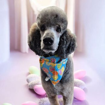 WagMore Pet Grooming - This is my dog Presto - Pet Groomers Near Me - Warren, Ohio WagMore Pet Grooming - This is my dog Presto - Pet Groomers Near Me - Warren, Ohio
