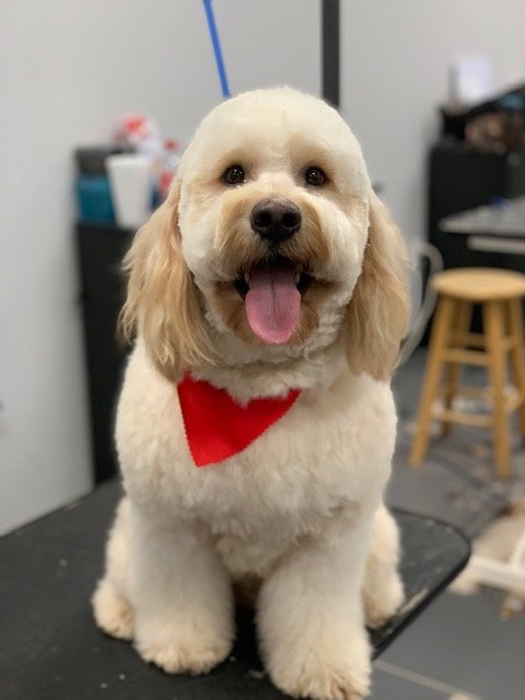 The Dawg House Boarding Daycare Grooming Image