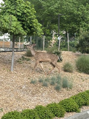 Pearl Green Landscaping LLC on Yelp