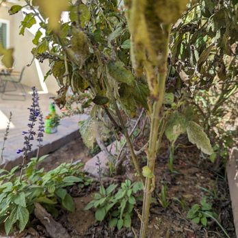 Yard Techs - Pests on my lavender plant - Landscaping Near Me Yard Techs - Pests on my lavender plant - Landscaping Near Me