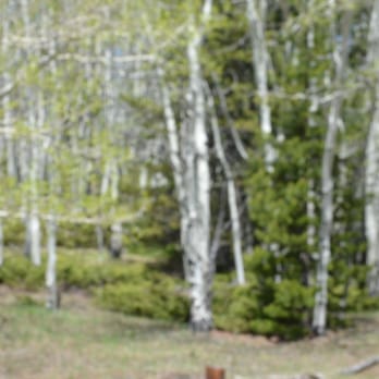 A&a Historic Trails - Horseback Riding Near Me - Central City, Colorado A&a Historic Trails - Horseback Riding Near Me - Central City, Colorado