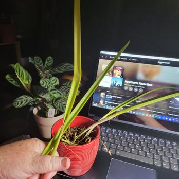 Norman's Orchid Nursery - Nurseries & Gardening Near Me - Montclair, California