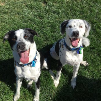 Canine Clips Dog Grooming - After. Look at those little bows!!! - Pet Groomers Near Me - El Cajon, California
