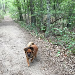 A great hiking trail for dogs too!