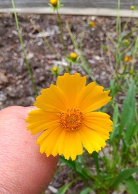 Fall Creek Falls by null
