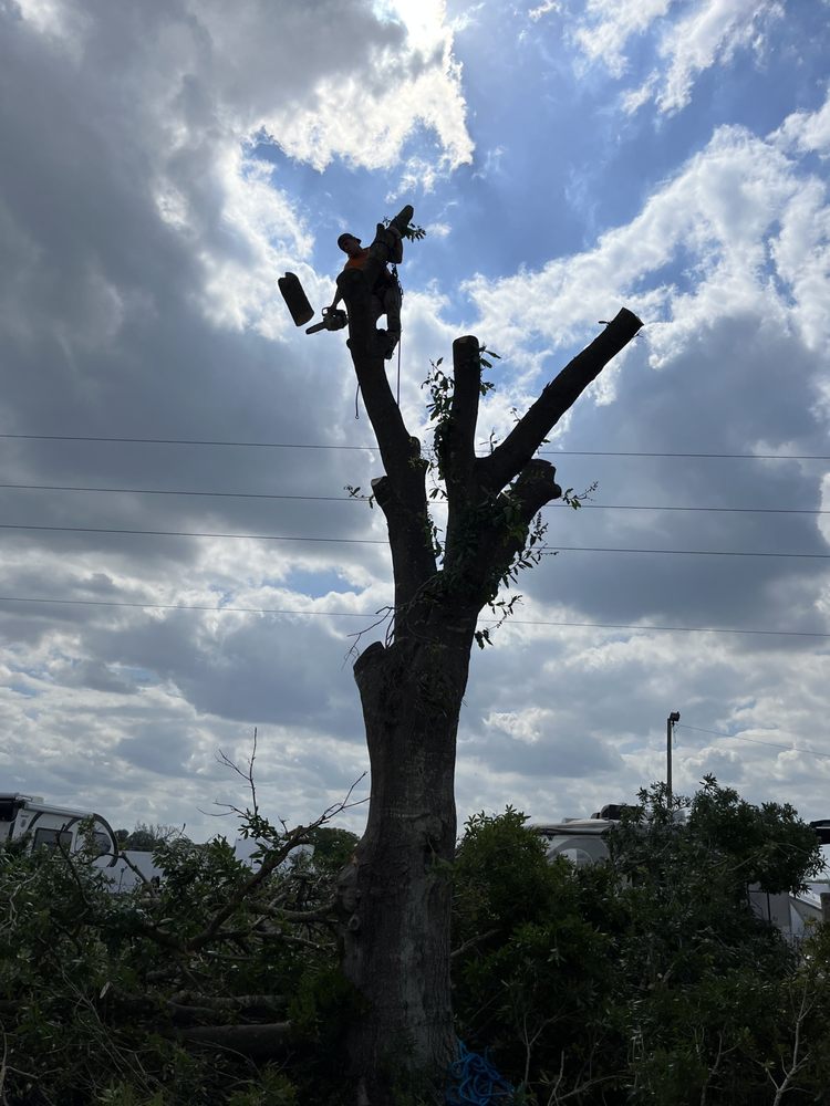 Treezilla - tree service in Azalea Park, FL