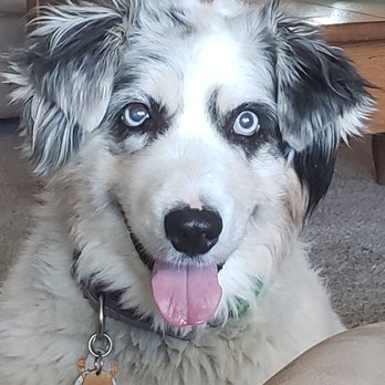 Westside Pet Hospital - Veterinarians Near Me - Redding, California
