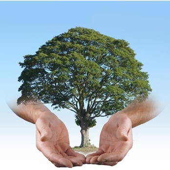 Southwest Tree Service - Tree Services Near Me - San Diego, California Southwest Tree Service - Tree Services Near Me - San Diego, California