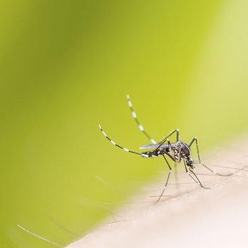 DC Cleanex Pest Control - Mosquito biting arm - Pest Control Near Me - Bronx, New York