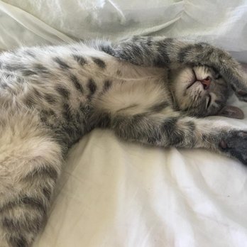 spcaLA - Making himself right at home - Pet Training Near Me - Long Beach, California