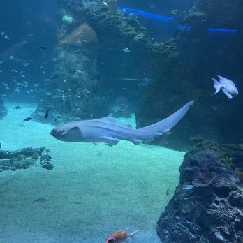 Mississippi Aquarium - Fish - Aquariums Near Me - Gulfport, Mississippi
