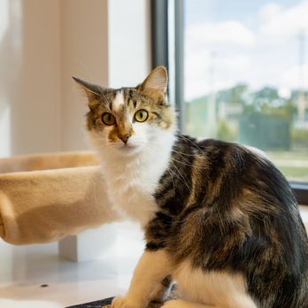 Humane Fort Wayne - A shelter cat in one of our cat colonies! - Animal Shelters Near Me - Fort Wayne, Indiana Humane Fort Wayne - A shelter cat in one of our cat colonies! - Animal Shelters Near Me - Fort Wayne, Indiana