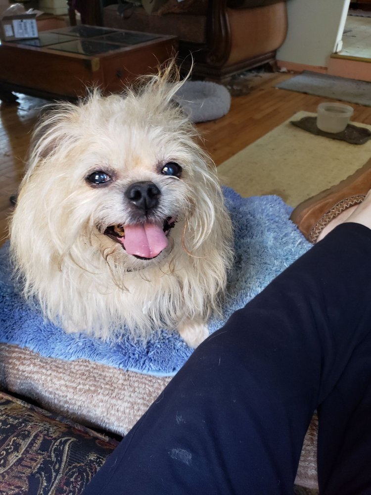 CAROLYN’S PUPPY PARLOR Updated July 2024 10702 Stoner Dr