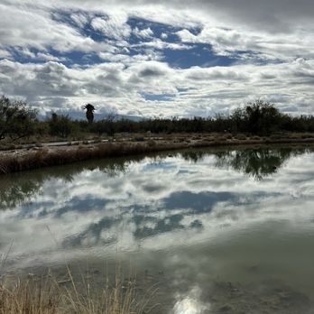 Agua Caliente Park - Beautiful reflection on the water - Parks Near Me - Tucson, Arizona