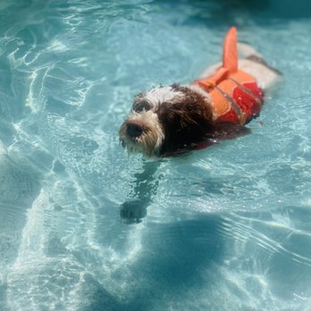 Pawfect Time - Pawfect Swims are now in session! Join our swim club! - Pet Groomers Near Me - Palm Desert, California Pawfect Time - Pawfect Swims are now in session! Join our swim club! - Pet Groomers Near Me - Palm Desert, California