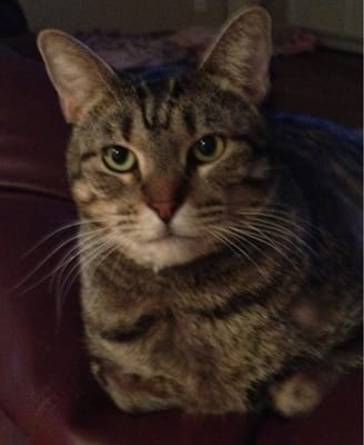 long drive dog & cat hospital