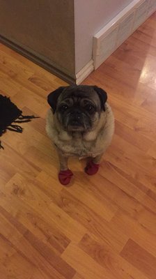 global pet foods callingwood