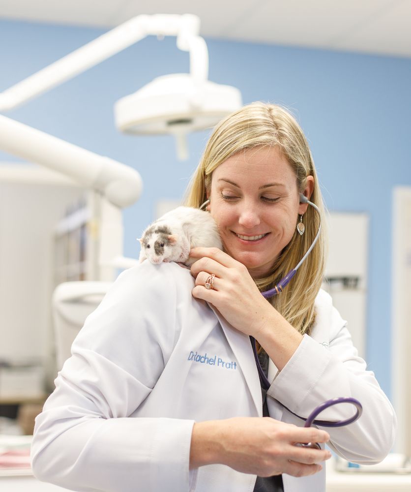 LAKELAND ANIMAL CLINIC Updated May 2024 11 Photos 3421 Lakeland