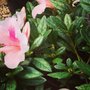 Moyock Landscaping