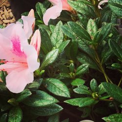 Moyock Landscaping - Azalea
