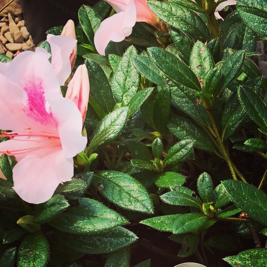 MOYOCK LANDSCAPING Updated August 2024 Moyock, North Carolina