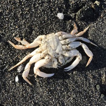 Fort Worden State Park - Crab - Parks Near Me - Port Townsend, Washington Fort Worden State Park - Crab - Parks Near Me - Port Townsend, Washington