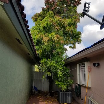 Acosta Tree Service - Tree Services Near Me - Miami, Florida Acosta Tree Service - Tree Services Near Me - Miami, Florida