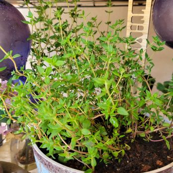 Armstrong Garden Centers - Robust thyme plant... - Nurseries & Gardening Near Me - El Cajon, California