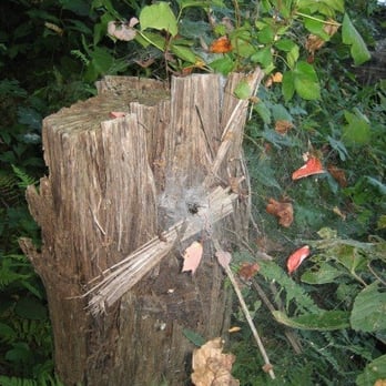 Lums Pond State Park - Spider along the Swamp Forest Trail. - Boating Near Me - Bear, Delaware