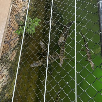 Golf N Gator - Mini Golf Near Me - Cape Canaveral, Florida
