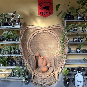 Planting Justice - Indoor plant selection - Nurseries & Gardening Near Me - El Sobrante, California Planting Justice - Indoor plant selection - Nurseries & Gardening Near Me - El Sobrante, California