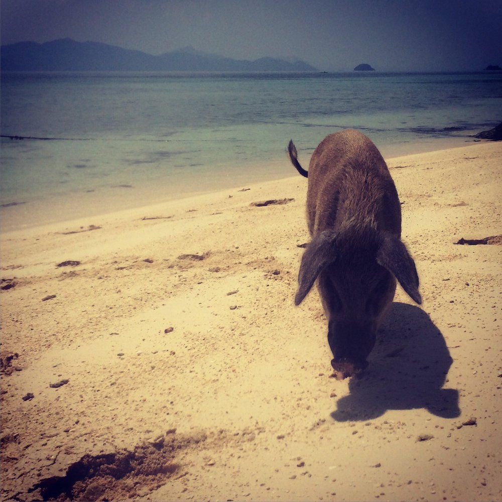 Ursula Beach Club - Wild pig spotted on island tour -- so friendly! - Resorts Near Me - El Nido, PLW
