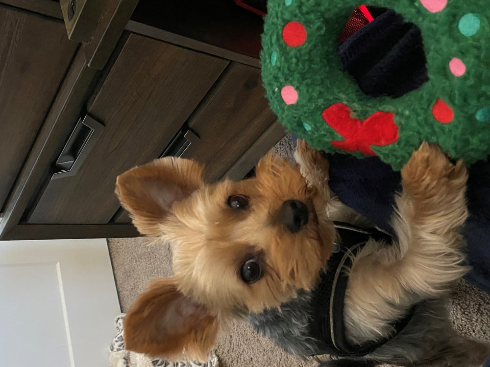 RESORT FOR PETS HASLET Updated August 2024 15 Photos & 17 Reviews