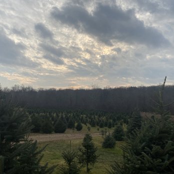 Schrempp's Christmas Tree Farm - Christmas Trees Near Me - Clinton, Connecticut Schrempp's Christmas Tree Farm - Christmas Trees Near Me - Clinton, Connecticut