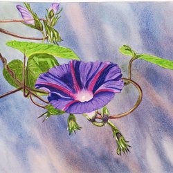 Watercolor Wow Classes - Morning glory