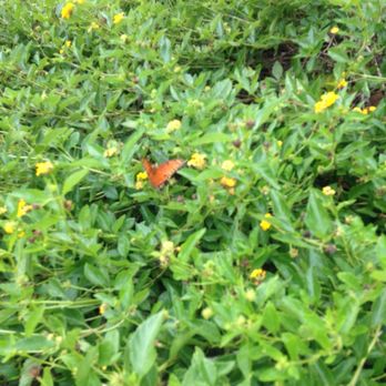 Exploration Park - Always tons of butterflies, useful distraction for the kids! - Parks Near Me - Katy, Texas
