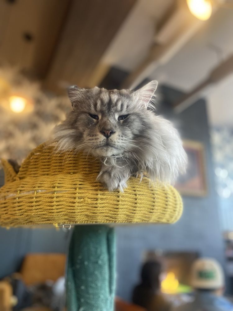 Social spots from Catzen Coffee