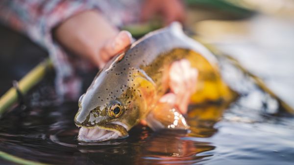 Gallatin River Guides by null