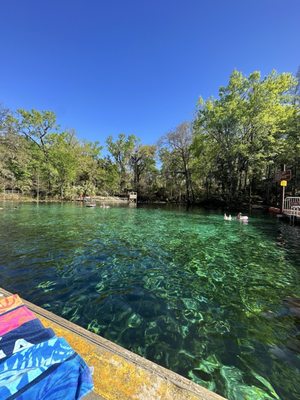 Fanning Springs State Park by null