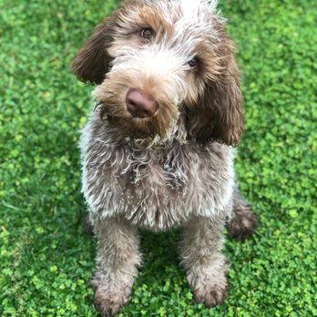 Alpha Dog Training - @officialpuccini - Pet Training Near Me